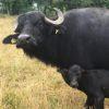 B035b3 buffalo1